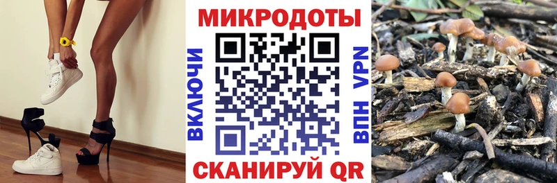 Псилоцибиновые грибы Psilocybine cubensis  Купить где  Комсомольск 